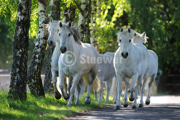 Sabine Stuewer Tierfoto -  ID382466 Stichwörter zum Bild: Querformat, Pony, Bewegung, Gegenlicht, Frühjahr, Baum, Gruppe, Schimmel, Stute, Connemara, Pferde