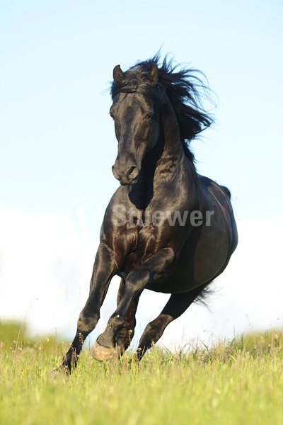 Sabine Stuewer Tierfoto -  ID390150 Stichwörter zum Bild: Hochformat, Bewegung, Himmel, Galopp, einzeln, Rappe, Wallach, Morgan Horse, Pferde