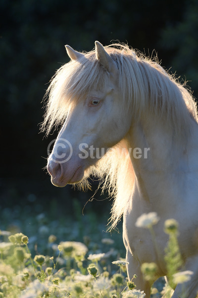 Sabine Stuewer Tierfoto -  ID423847 Stichwörter zum Bild: Hochformat, Gangpferde, Portrait, Sommer, Gegenlicht, Abendstimmung, Blumen, einzeln, Cremello, Stute, Isländer, Pferde