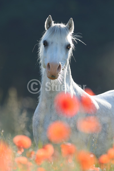 Sabine Stuewer Tierfoto -  ID434547 Stichwörter zum Bild: Pony, Portrait, Morgenstimmung, Gegenlicht, Blumen, stehen, einzeln, Schimmel, Stute, Welsh A, Pferde, Hochformat