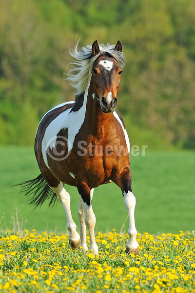 Sabine Stuewer Tierfoto -  ID436496 Stichwörter zum Bild: Hochformat, Gangpferde, Bewegung, Frühjahr, Blumen, Trab, einzeln, Schecke, Stute, Paso Fino, Pferde