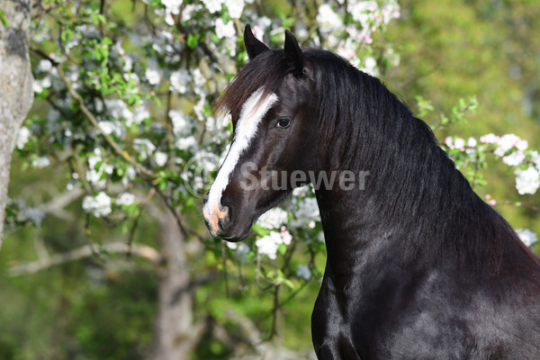 Sabine Stuewer Tierfoto -  ID447842 Stichwörter zum Bild: Welsh Cob, Pferde, Stute, Rappe, einzeln, Blüten, Frühjahr, Portrait, Pony, Querformat