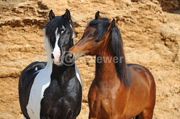 Sabine Stuewer Tierfoto -  ID451754 Stichwörter zum Bild: Querformat, Gangpferde, Freundschaft, Portrait, beschnuppern, Paar, Junghengst, Hengst, Paso Fino, Pferde