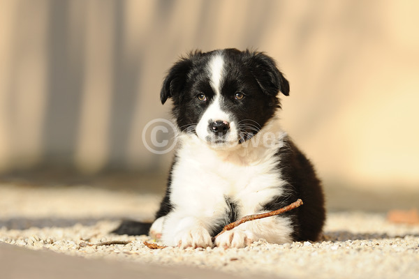 Sabine Stuewer Tierfoto -  ID468641 Stichwörter zum Bild: Querformat, liegen, Mauer, einzeln, zweifarbig, Welpe, Australian Shepherd, Hunde