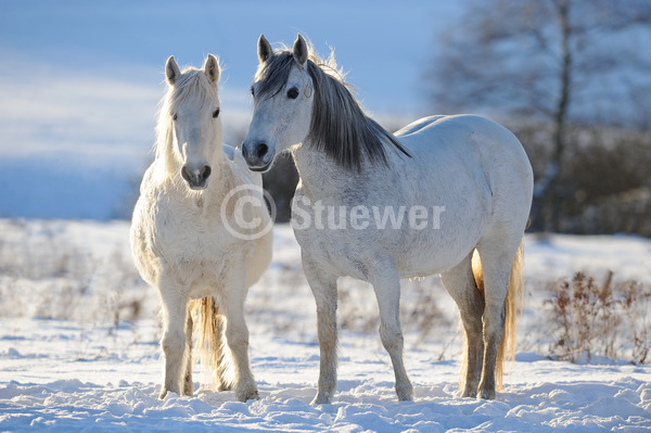 Sabine Stuewer Tierfoto -  ID468874 Stichwörter zum Bild: Querformat, Pony, Winter, Gegenlicht, Schnee, stehen, Paar, Schimmel, Stute, Connemara, Pferde