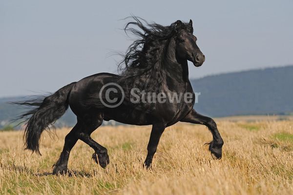 Sabine Stuewer Tierfoto -  ID475032 Stichwörter zum Bild: lange Mähne, Querformat, Bewegung, Barockpferde, Sommer, Himmel, Feld, Trab, einzeln, Rappe, Hengst, Friese, Pferde