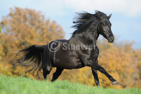 Sabine Stuewer Tierfoto -  ID487293 Stichwörter zum Bild: Dynamik, Bewegung, Herbst, Galopp, einzeln, Rappe, Stute, Morgan Horse, Pferde, Querformat