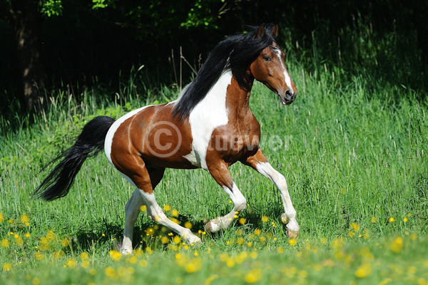 Sabine Stuewer Tierfoto -  ID504928 Stichwörter zum Bild: Querformat, Gangpferde, Bewegung, Seitenansicht, Sommer, Blumen, Galopp, einzeln, Schecke, Hengst, Mangalarga Marchador, Pferde