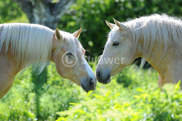 Sabine Stuewer Tierfoto -  ID506789 Stichwörter zum Bild: Sommer, Gegenlicht, beschnuppern, Paar, Palomino, Wallach, Stute, Curly Horse, Pferde, Portrait, Freundschaft, Querformat