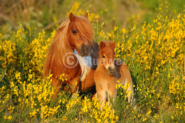 Sabine Stuewer Tierfoto -  ID508616 Stichwörter zum Bild: lange Mähne, Querformat, Pony, Frühjahr, Blüten, stehen, Paar, Stute mit Fohlen, Mini-Shetlandpony, Pferde