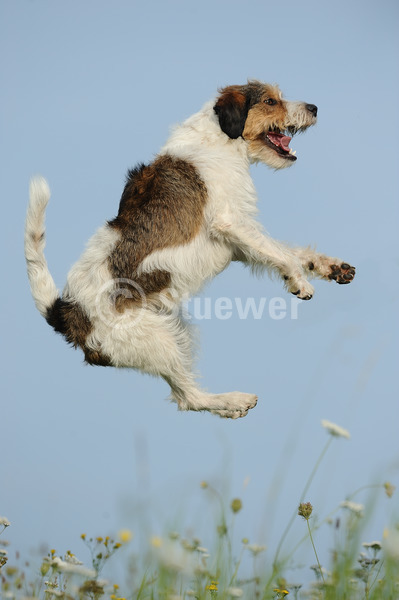 Sabine Stuewer Tierfoto -  ID512823 Stichwörter zum Bild: Hochformat, springen, Himmel, Blumen, einzeln, dreifarbig, Rüde, Kromfohrländer, Hunde