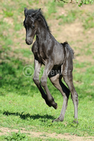 Sabine Stuewer Tierfoto -  ID517568 Stichwörter zum Bild: Hochformat, Temperament, Bewegung, Frühjahr, einzeln, Rappe, Fohlen, Morgan Horse, Pferde