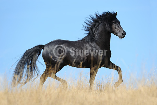 Sabine Stuewer Tierfoto -  ID532799 Stichwörter zum Bild: Seitenansicht, Sommer, Himmel, Trab, einzeln, Rappe, Hengst, Morgan Horse, Pferde, Bewegung, Querformat