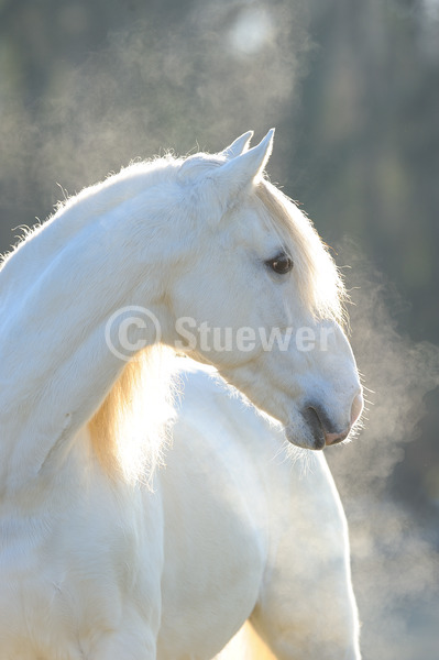 Sabine Stuewer Tierfoto -  ID546876 Stichwörter zum Bild: Lusitano, Pferde, Wallach, Schimmel, einzeln, Gegenlicht, Winter, Portrait, Barockpferde, Hochformat