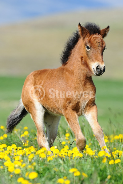 Sabine Stuewer Tierfoto -  ID560735 Stichwörter zum Bild: Island, Hochformat, Pony, Bewegung, Sommer, Blumen, einzeln, Brauner, Fohlen, Isländer, Pferde