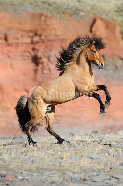 Sabine Stuewer Tierfoto Pferdefoto Pferdefotografie Id 569339