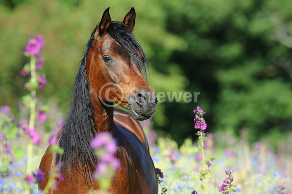 Sabine Stuewer Tierfoto -  ID570476 Stichwörter zum Bild: Querformat, Vollblut, Portrait, Sommer, Blumen, einzeln, Dunkelbrauner, Stute, Araber, Pferde