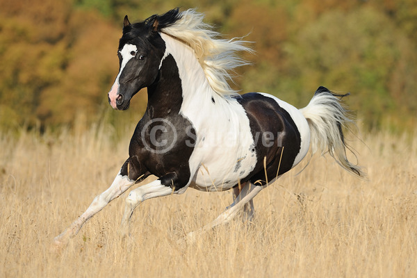 Sabine Stuewer Tierfoto -  ID573031 Stichwörter zum Bild: Querformat, Gangpferde, Bewegung, Herbst, Galopp, einzeln, Schecke, Hengst, Paso Fino, Pferde