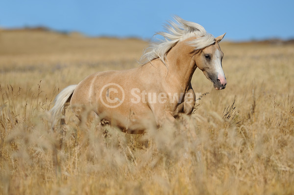 Sabine Stuewer Tierfoto -  ID579457 Stichwörter zum Bild: Querformat, Pony, Bewegung, Sommer, Feld, Galopp, einzeln, Palomino, Stute, Welsh B, Pferde