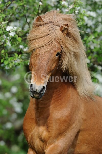 Sabine Stuewer Tierfoto -  ID581225 Stichwörter zum Bild: Hochformat, Pony, Bewegung, Portrait, Frühjahr, Blüten, einzeln, Fuchs, Hengst, Isländer, Pferde