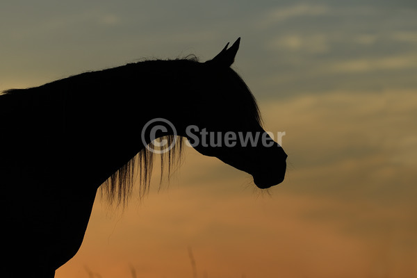 Sabine Stuewer Tierfoto -  ID586153 Stichwörter zum Bild: Querformat, Vollblut, Portrait, Sommer, Gegenlicht, Abendstimmung, Himmel, einzeln, Dunkelbrauner, Stute, Araber, Pferde