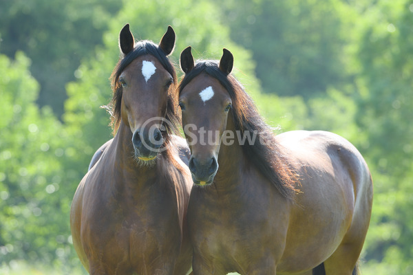 Sabine Stuewer Tierfoto -  ID588555 Stichwörter zum Bild: Pony, Portrait, Gegenlicht, Frühjahr, Paar, Stern, Brauner, Abzeichen, Stute, Welsh Cob, Pferde, Querformat