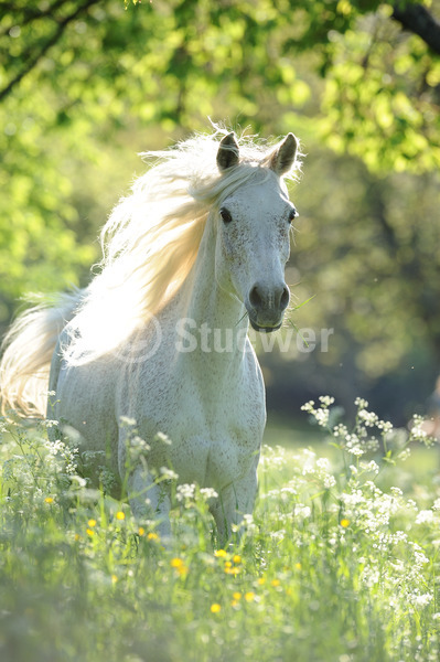 Sabine Stuewer Tierfoto -  ID591291 Stichwörter zum Bild: lange Mähne, Hochformat, Vollblut, Bewegung, Gegenlicht, Frühjahr, Blumen, einzeln, Schimmel, Fliegenschimmel, Stute, Araber, Pferde