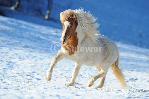 Sabine Stuewer Tierfoto -  ID593842 Stichwörter zum Bild: Querformat, Pony, Gangpferde, Bewegung, Winter, Schnee, Trab, einzeln, Schecke, Stute, Isländer, Pferde