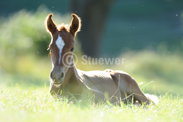 Sabine Stuewer Tierfoto -  ID597887 Stichwörter zum Bild: Querformat, Gangpferde, Sommer, Morgenstimmung, Gegenlicht, liegen, einzeln, Fuchs, Fohlen, Mangalarga Marchador, Pferde