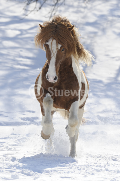 Sabine Stuewer Tierfoto -  ID598638 Stichwörter zum Bild: Gangpferde, Bewegung, Totale, Winter, Schnee, Galopp, einzeln, Schecke, Hengst, Isländer, Pferde, Hochformat