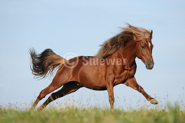 Sabine Stuewer Tierfoto -  ID605125 Stichwörter zum Bild: Paso Peruano, Pferde, Hengst, Fuchs, einzeln, Galopp, Himmel, Sommer, Bewegung, Dynamik, Gangpferde, Querformat