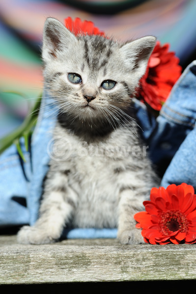 Sabine Stuewer Tierfoto -  ID609692 Stichwörter zum Bild: Hochformat, sitzen, Sommer, Jeans, Blumen, grau getigert, einzeln, Welpe, Europäisch Kurzhaar, Katzen