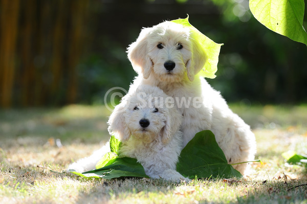 Sabine Stuewer Tierfoto -  ID662592 Stichwörter zum Bild: Querformat, Sommer, Gegenlicht, Wiese, Paar, weiß, Welpe, Labradoodle, Hunde