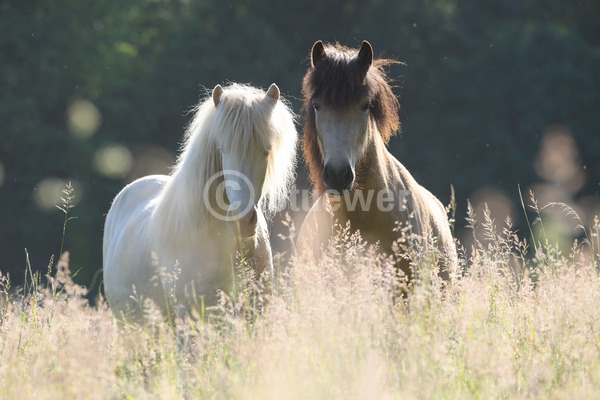 Sabine Stuewer Tierfoto -  ID667084 Stichwörter zum Bild: Querformat, Gangpferde, Portrait, Sommer, Gegenlicht, Abendstimmung, Paar, Stute, Isländer, Pferde