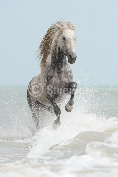 Sabine Stuewer Tierfoto -  ID671671 Stichwörter zum Bild: Sommer, Wasser, Meer, Galopp, einzeln, Apfelschimmel, Hengst, Berber, Pferde, Bewegung, Hochformat, Tunesien