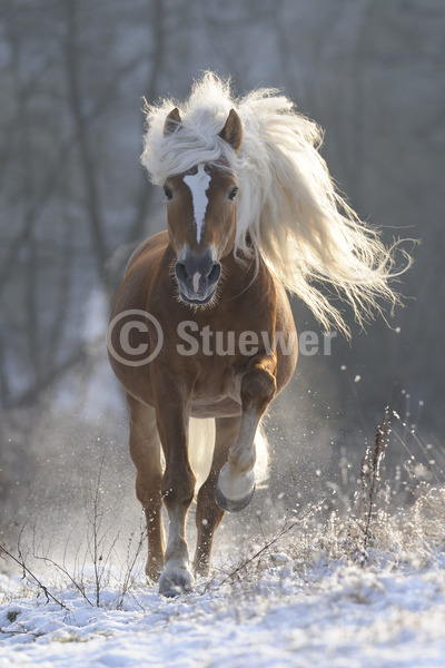 Sabine Stuewer Tierfoto -  ID673611 Stichwörter zum Bild: lange Mähne, Hochformat, Pony, Bewegung, Winter, Gegenlicht, Schnee, Galopp, einzeln, Hengst, Haflinger, Pferde