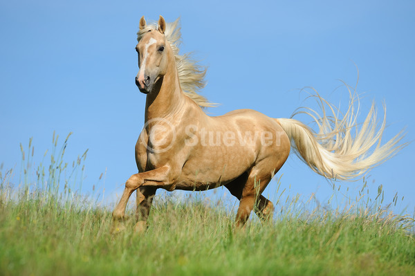 Sabine Stuewer Tierfoto -  ID674943 Stichwörter zum Bild: Querformat, Gangpferde, Bewegung, Sommer, Himmel, Galopp, einzeln, Palomino, Hengst, American Saddlebred, Pferde