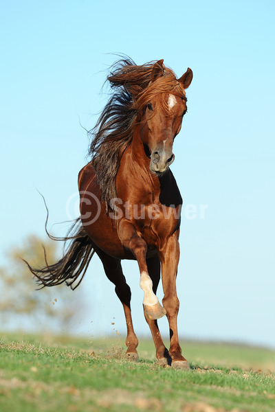 Sabine Stuewer Tierfoto -  ID691110 Stichwörter zum Bild: Hochformat, Gangpferde, Bewegung, Himmel, Galopp, einzeln, Fuchs, Hengst, Paso Peruano, Pferde