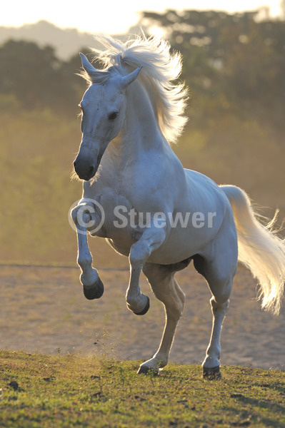 Sabine Stuewer Tierfoto -  ID691390 Stichwörter zum Bild: Brasilien, Hochformat, Gangpferde, Dynamik, Bewegung, Gegenlicht, Abendstimmung, Galopp, einzeln, Schimmel, Hengst, Mangalarga Marchador, Pferde