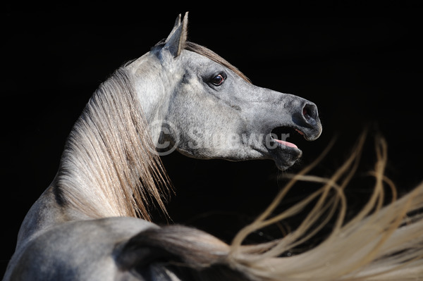 Sabine Stuewer Tierfoto -  ID704511 Stichwörter zum Bild: Querformat, Vollblut, Verhalten, Portrait, dunkler Hintergrund, wiehern, einzeln, Schimmel, Hengst, Araber, Pferde