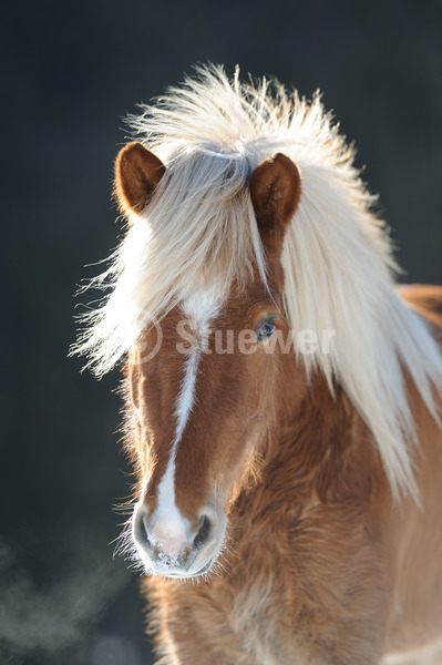 Sabine Stuewer Tierfoto -  ID710865 Stichwörter zum Bild: Hochformat, Robustpferde, Pony, Portrait, Winter, Gegenlicht, Schnee, einzeln, Fuchs, Stute, Isländer, Pferde