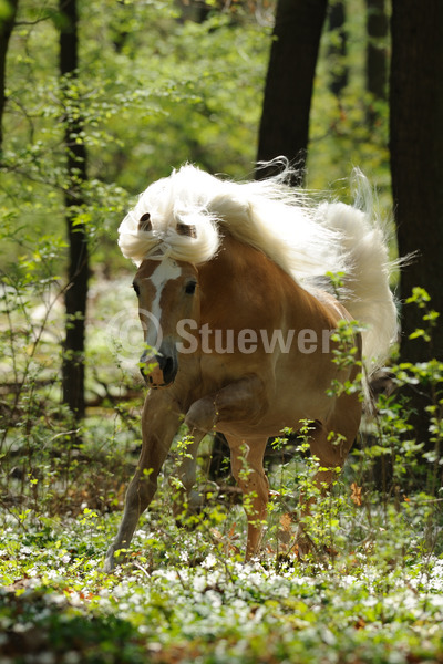 Sabine Stuewer Tierfoto -  ID718944 Stichwörter zum Bild: Pony, Bewegung, Gegenlicht, Frühjahr, Wald, Blumen, Galopp, einzeln, Fuchs, Hengst, Haflinger, Pferde, Hochformat, lange Mähne