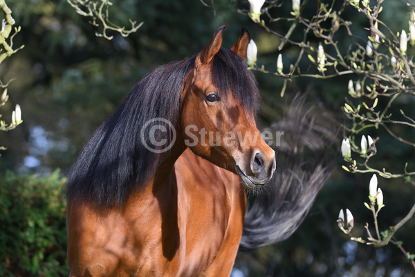 Sabine Stuewer Tierfoto -  ID735085 Stichwörter zum Bild: Querformat, Vollblut, Portrait, Frühjahr, Blüten, einzeln, Brauner, Stute, Araber, Pferde