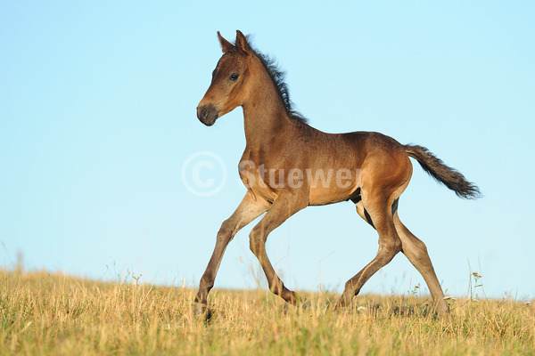 Sabine Stuewer Tierfoto -  ID743591 Stichwörter zum Bild: Querformat, Gangpferde, Bewegung, Sommer, Himmel, Galopp, einzeln, Dunkelbrauner, Fohlen, Paso Fino, Pferde