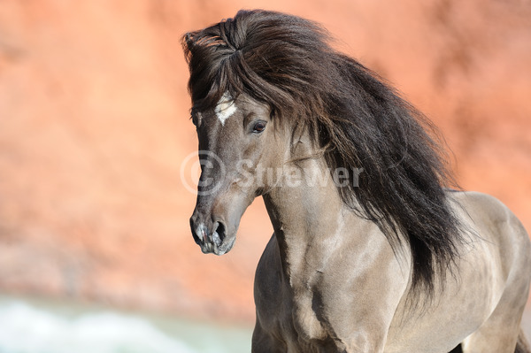 Sabine Stuewer Tierfoto -  ID749924 Stichwörter zum Bild: Querformat, Pony, Bewegung, Portrait, Sommer, Fels, einzeln, Falbe, Hengst, Isländer, Pferde, Island