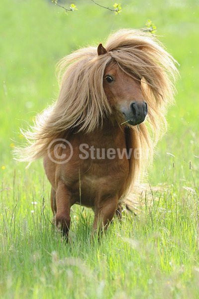 Sabine Stuewer Tierfoto -  ID751101 Stichwörter zum Bild: lange Mähne, Hochformat, Pony, Bewegung, Sommer, Gegenlicht, grüner Hintergrund, einzeln, Fuchs, Hengst, Mini-Shetlandpony, Pferde