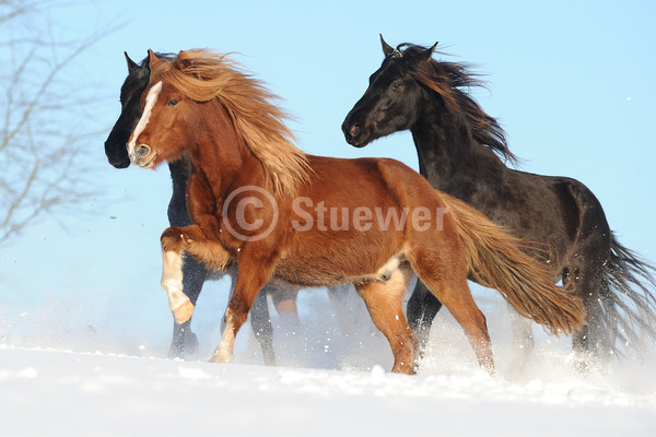 Sabine Stuewer Tierfoto -  ID766955 Stichwörter zum Bild: Querformat, Gangpferde, Bewegung, Winter, Schnee, Himmel, Galopp, Gruppe, Junghengst, Paso Fino, Pferde