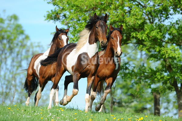 Sabine Stuewer Tierfoto -  ID769766 Stichwörter zum Bild: Querformat, Gangpferde, Bewegung, Frühjahr, Gruppe, Schecke, Junghengst, Mangalarga Marchador, Pferde