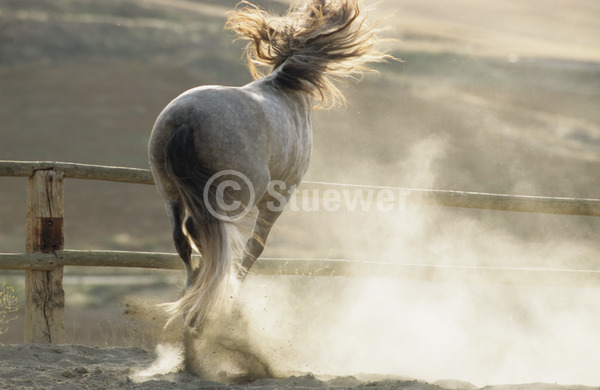 Sabine Stuewer Tierfoto -  ID780693 Stichwörter zum Bild: Pferde, Andalusier, Hengst, Apfelschimmel, einzeln, buckeln, Sand, Staub, Abendstimmung, Gegenlicht, Sommer, Rückansicht, Barockpferde, Bewegung, Dynamik, Temperament, Verhalten, Querformat, Spanien