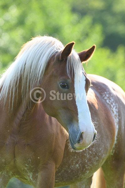 Sabine Stuewer Tierfoto -  ID783074 Stichwörter zum Bild: Hochformat, Pony, Portrait, Gegenlicht, Frühjahr, einzeln, Fuchs, Stute, Welsh Cob, Pferde